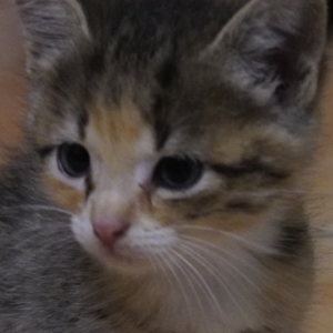unik chaton marie galante