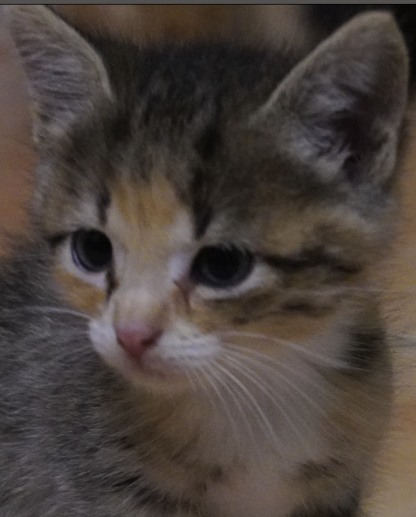 unik chaton marie galante